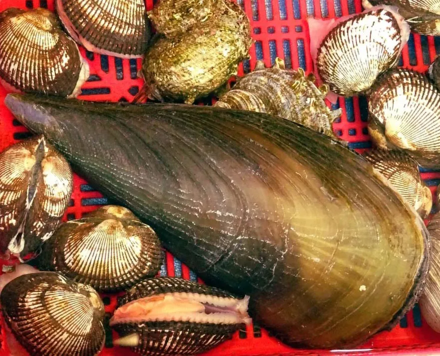 貝柱粕漬について