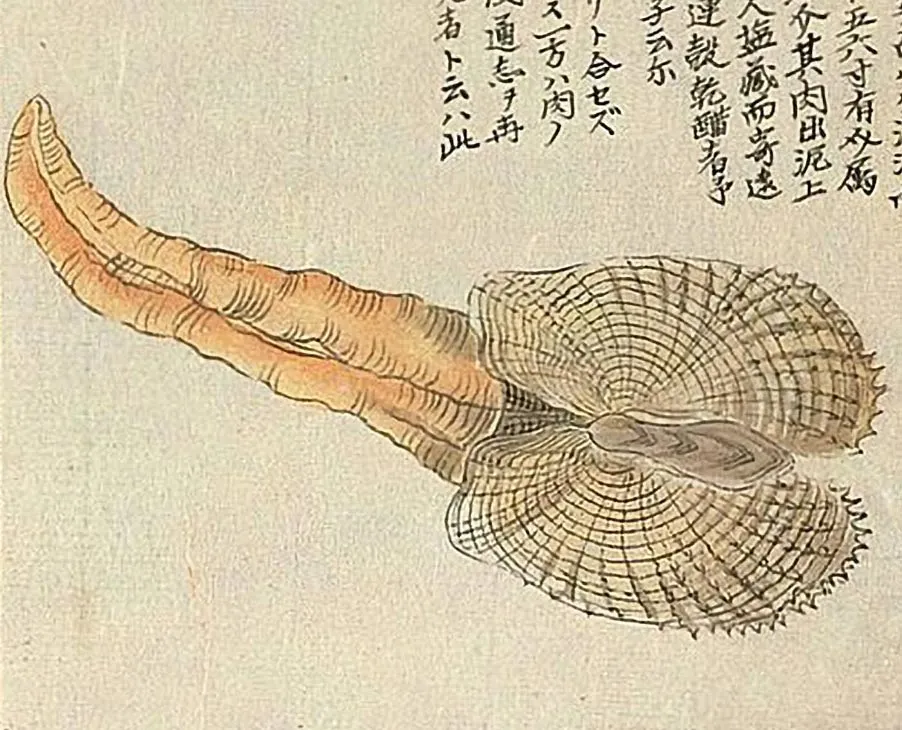 海茸粕漬について